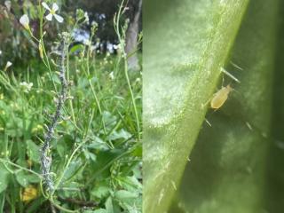 Cluster of cabbage aphids on wild radish (left) and a green peach aphid (right).