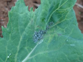 Cabbage aphids on canola leaf