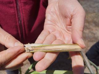 A canola stem infected with sclerotinia