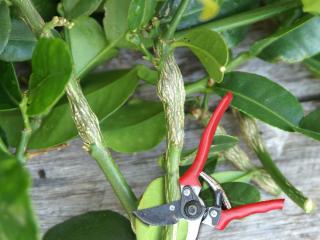 A citrus tree with secateurs.