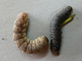 download cutworms in house