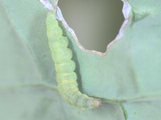 Diamondback moth caterpillar