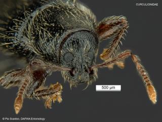 Close up of Dongara weevil head showing broad snout