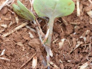 Dongara weevil chewing damage to a canola hypocotyl. Weevil is playing dead at soil surface