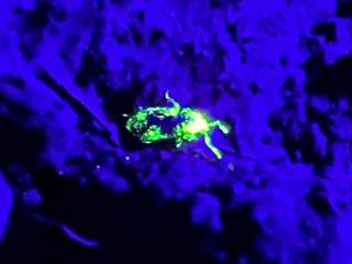 Monitoring weevil activity at night with fluorescent powder