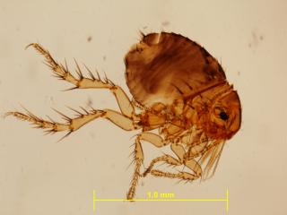 Magnified stickfast flea photograph