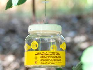 The contribution of people and local governments who ‘adopt-a-trap’ have helped prevent European wasps from becoming established in Western Australia.