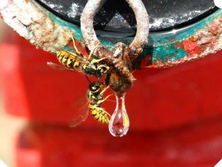 European wasps are often seen at water sources.