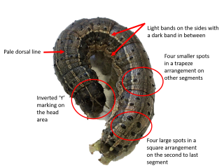 Distinguishing characteristics of a Fall armyworm caterpillar highlighted