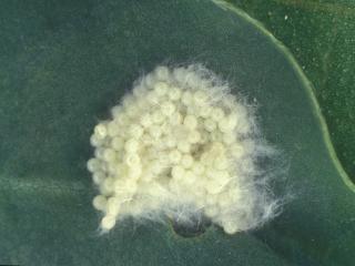 Mass of approximately 100 eggs of the fall armyworm on a leaf covered in a silk-like furry substance