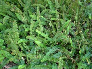 Dense clump of green fern with long, narrow leaves arranged like a fish bone.