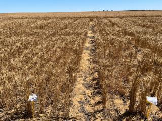 Field experiment on yellow sandplain