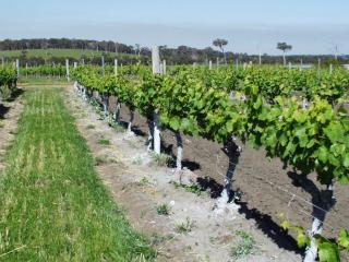 Refined clay applied to trunks of vines in research to control garden weevil