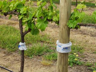 Artificial fibre bands on vines trunks and posts have given mixed results in preventing garden weevil adults accessing the vine canopy