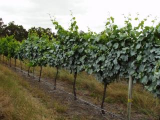 Refined clay applied to the canopy of vines in research to control garden weevil