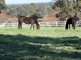 horses grazing in a paddock