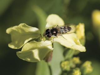 Hover fly adult. Photo courtesy Pia Scanlon DAFWA