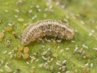 Hover fly larva feeding on aphids. Photo courtesy Pia Scanlon, DAFWA