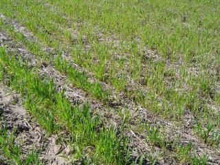 Nitrogen deficiency in a young cereal crop.