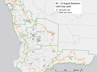 A map showing the total native budworm moths caught in pheromone traps from the 9th to 15th August 2023