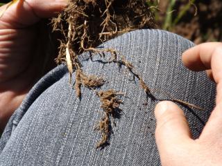 Roots of a barley crop impacted by P. penetrans.