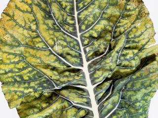 Cauliflower leaf whowing green veins and yellowed leaf tissue.