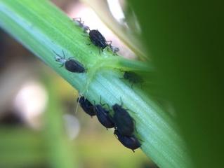 Oat aphids