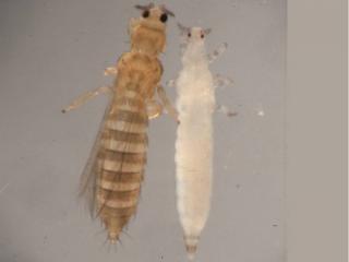 Onion thrips adult and immature nymph (pale insect). Photo courtesy IPM Images USA