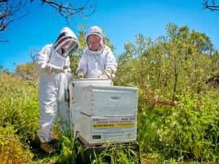 Two people in PPE inspecting a bee hive.
