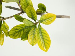 Leaves which are yellow with green veins.