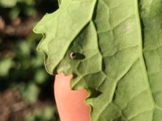 Parasitised aphid “mummy” on canola leaf