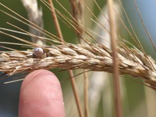 Small pointed snail in head of wheat