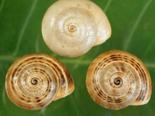 Different shell colours of white Italian snail