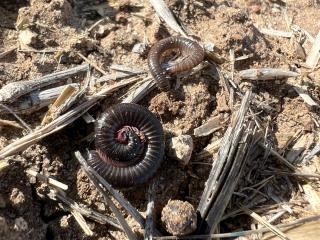 Portuguese millipedes and a slater (in foreground) found in oat crop