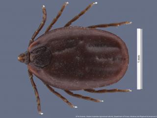 Brown dog tick - viewed from above