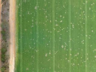 Aerial photo of rhizoctonia bare patches in a barley crop