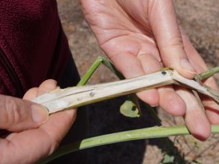 Sclerotinia sclerotes developing within infected canola stem