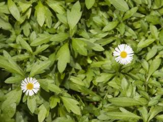 Green plant with tiny white daisy-like flowers.