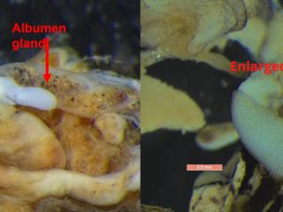 Dissected conical snail albumen glands. The albumen gland (left) is smaller on 10 March compared to albumen gland (right) dissected on 25 March 2022.