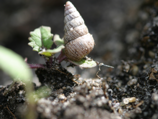 A conical snail feeding on a canola seedling.