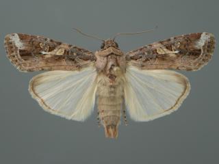 A male fall armyworm moth