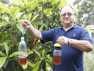 How to Make a Queensland Fruit Fly Trap and Bait – Deep Green Permaculture