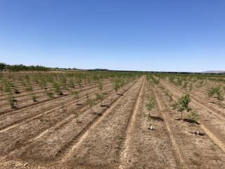 Second generation triploid seedlings were planted at the secure Kununurra site (centre), alongside last year’s plants (far left).