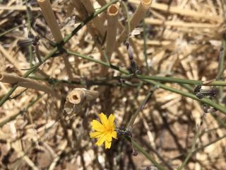Close up of skeleton weed yellow daisy.