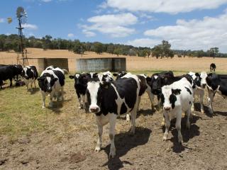 Cows standing in paddock