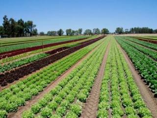Irrigated horticulture crops