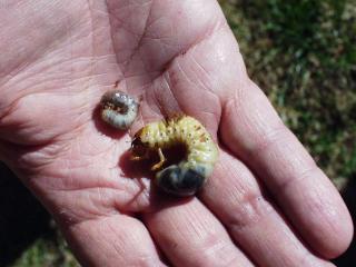 Whitegrub larvae vary in size as these two species show. All whitegrub larvae live in the soilare crescent shaped, have a brown head and strong chewing jaws, three pairs of legs and a transparent body showing the stomach contents