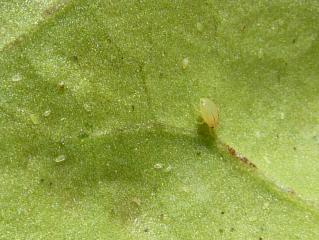 Young whitefly nymphs and an aphid (the larger insect). Whitefly and wingless aphids are similar but whitefly do not have cornicles on each side of the end of the aphid's body. Also aphids move around but whitefly feed in the one position