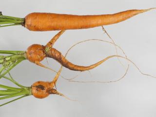 Três raízes de cenoura mostrando bifurcação causada por ataque de nemátodes.