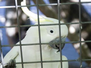Sulphur-crested cockatoo behind the wire of a home aviary.